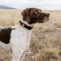 Orvis | Shotshell Dog Collar