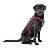 Orvis | Tough Trail® Six-Point Dog Harness