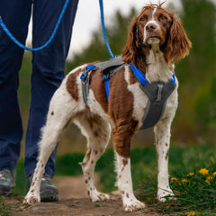 Orvis | Tough Trail® Six-Point Dog Harness