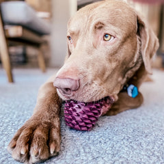 Orvis | Pinecone Reward Dog Toy