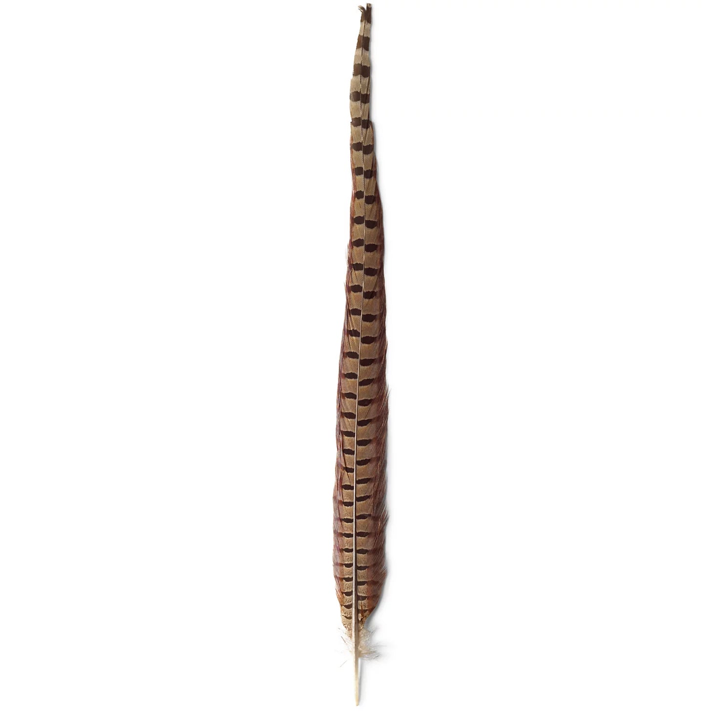 Orvis | Pheasant Tail