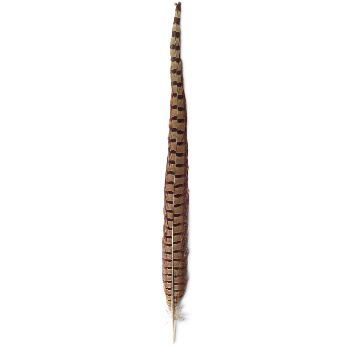 Orvis | Pheasant Tail