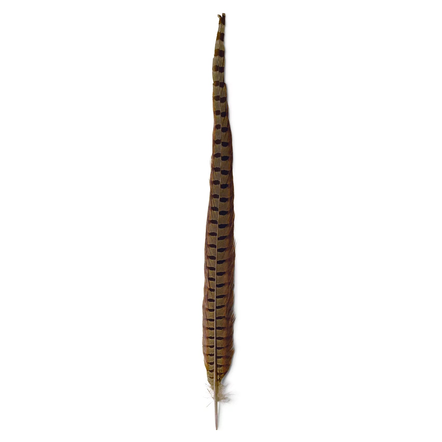 Orvis | Pheasant Tail