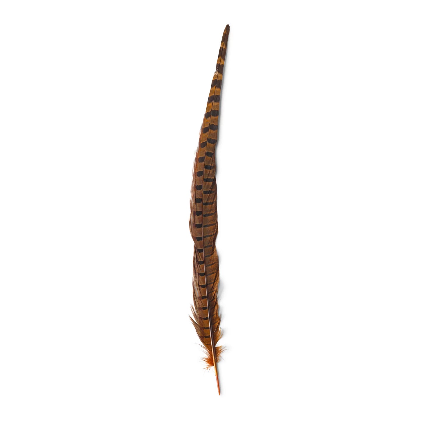 Orvis | Pheasant Tail