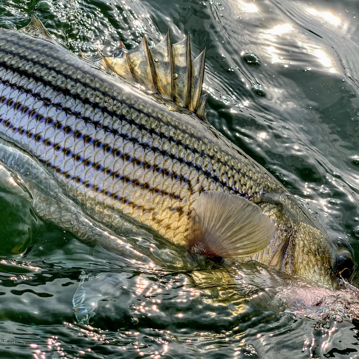 Orvis | Dowell Maryland 2-Day Combination Fly Fishing School - Chesapeake Bay