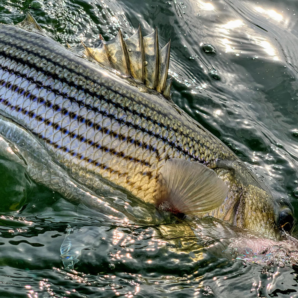 Orvis | Dowell Maryland 2-Day Combination Fly Fishing School - Chesapeake Bay