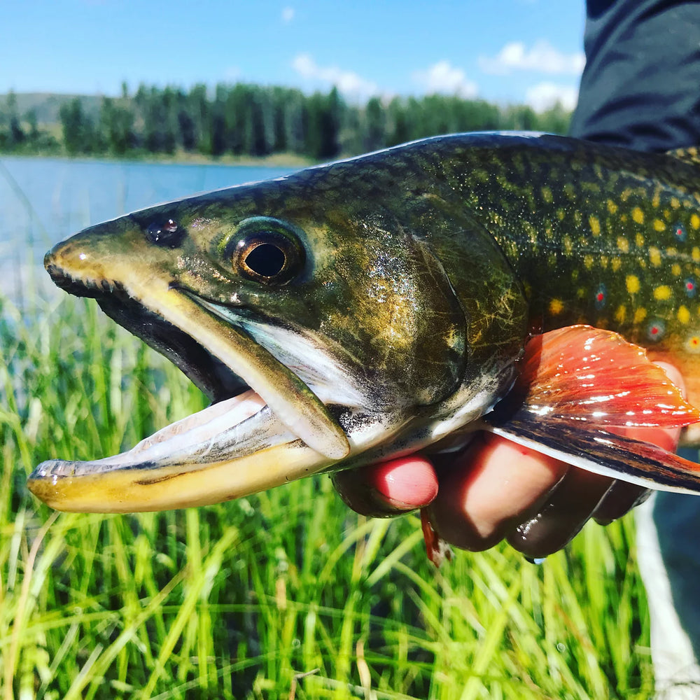Orvis | Trout School At Falcon's Ledge, Utah