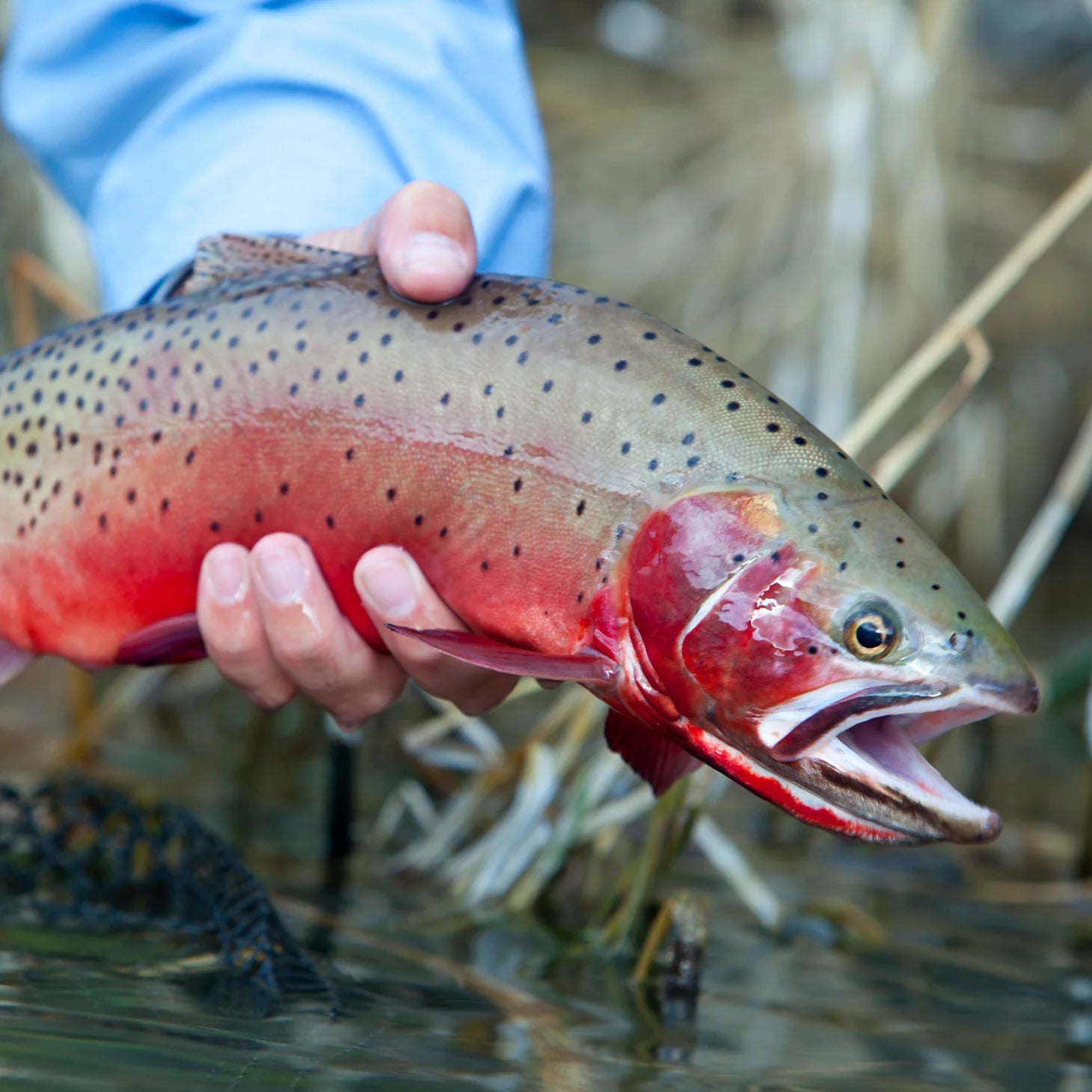 Orvis | Trout School At Falcon's Ledge, Utah