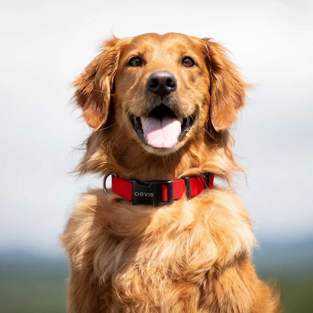 Orvis | Personalized Side-Release Buckle Collar