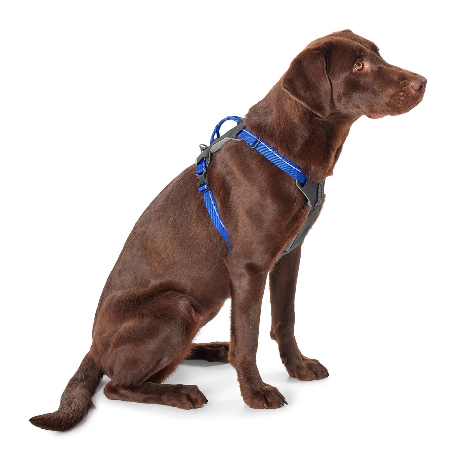 Orvis | Tough Trail® Four-Point Dog Harness