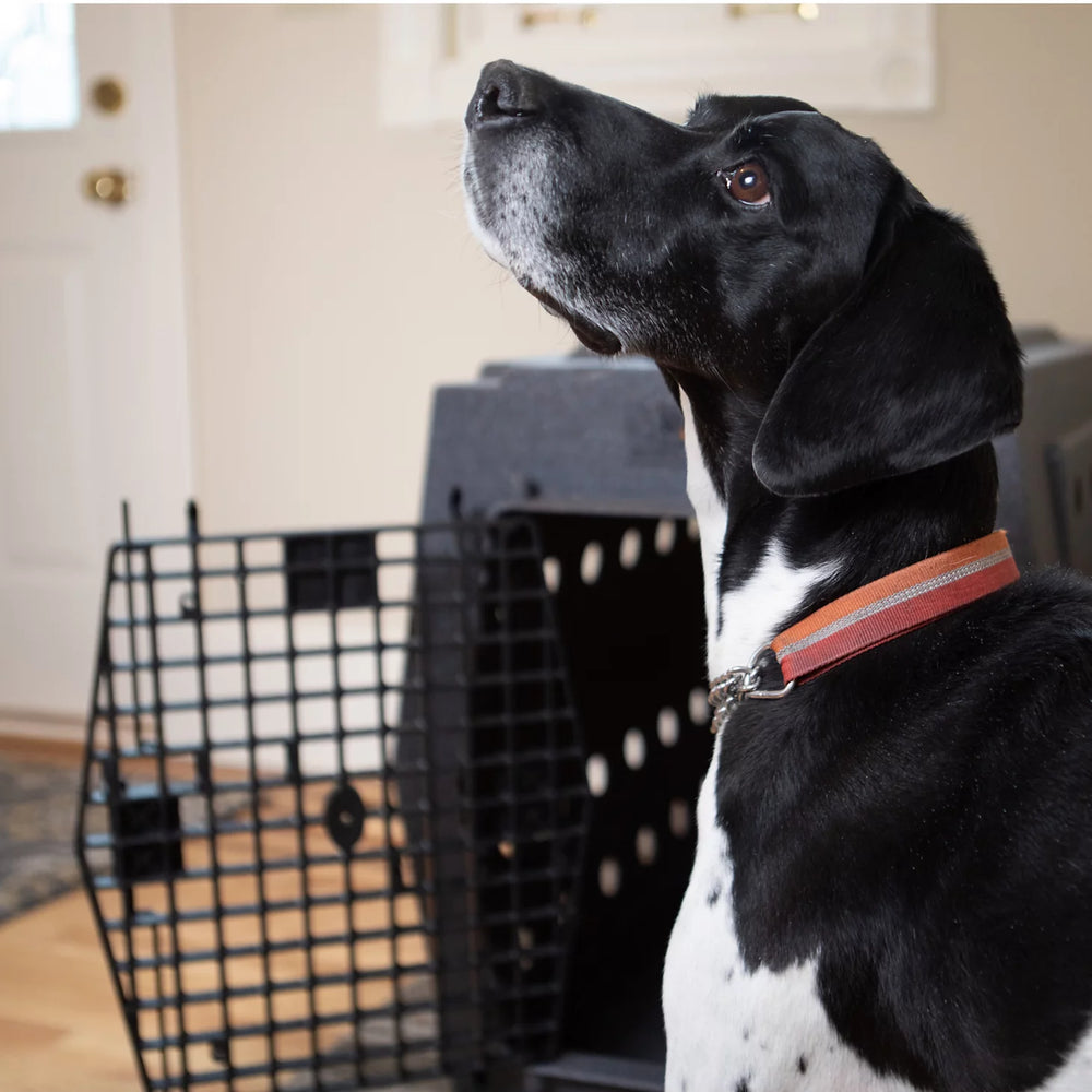 Orvis | Ruff Land™ Performance Dog Kennel