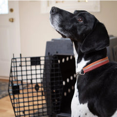 Orvis | Ruff Land™ Performance Dog Kennel