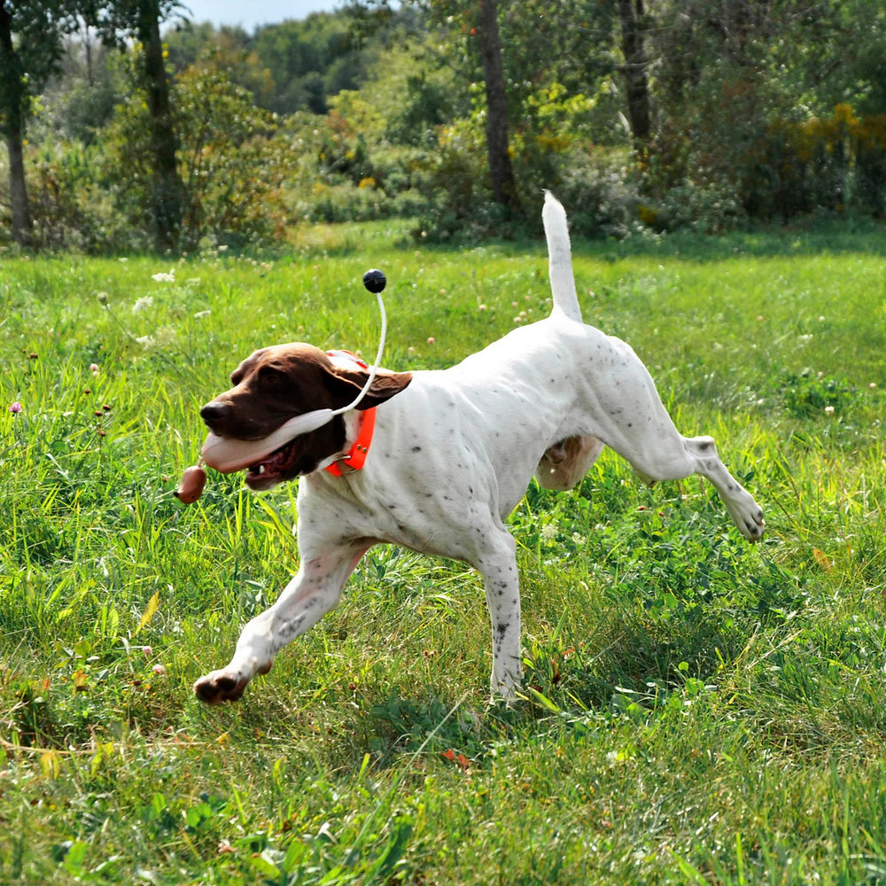 Orvis | Game-Bird Training Dummy