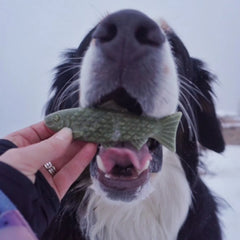 Orvis | Breedwise Trophy™ Dog Dental Chews